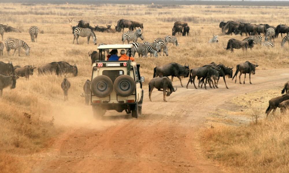 Serengeti Safaris in Tanzania 
