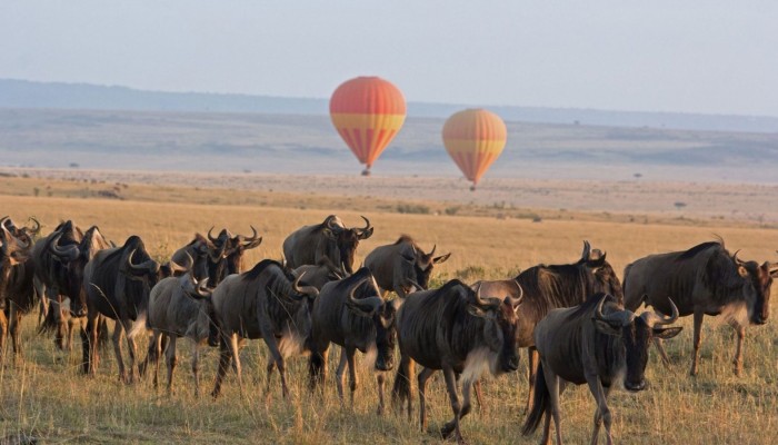 SUGGESTIONS FOR SAFARI?