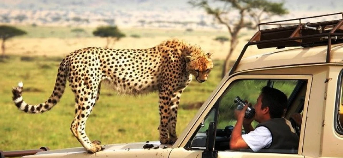 wildlife encounter tanzania safari