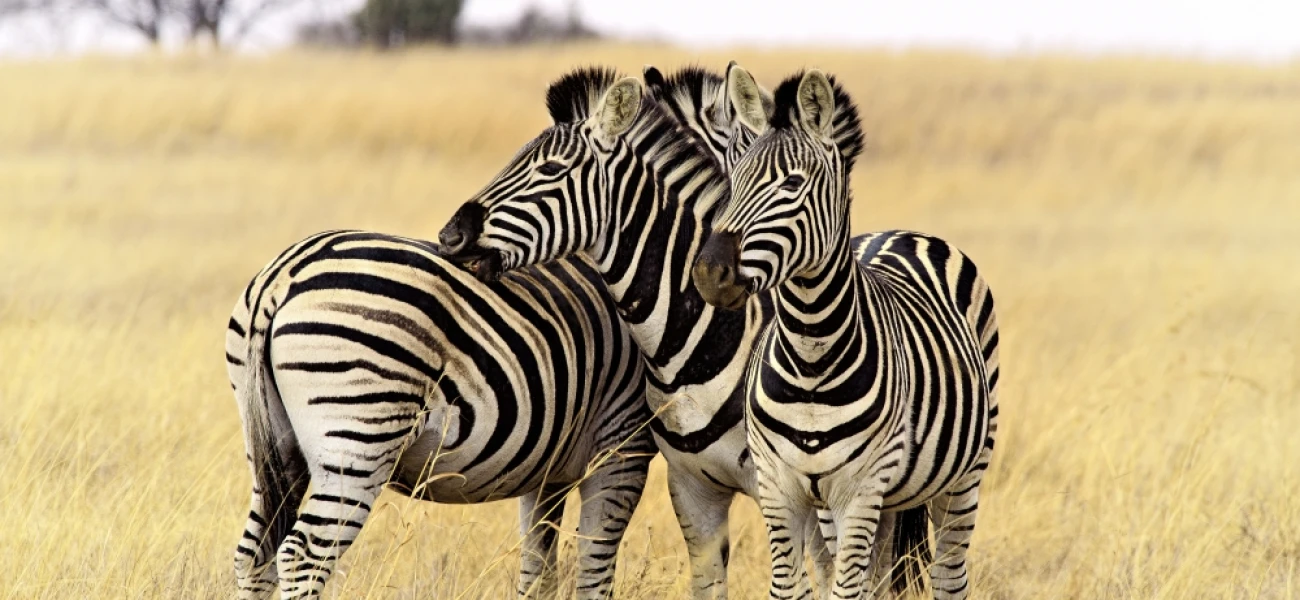 wildlife encounter tanzania safari