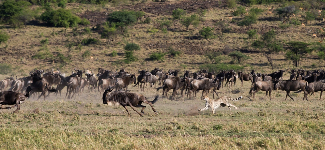 serengeti