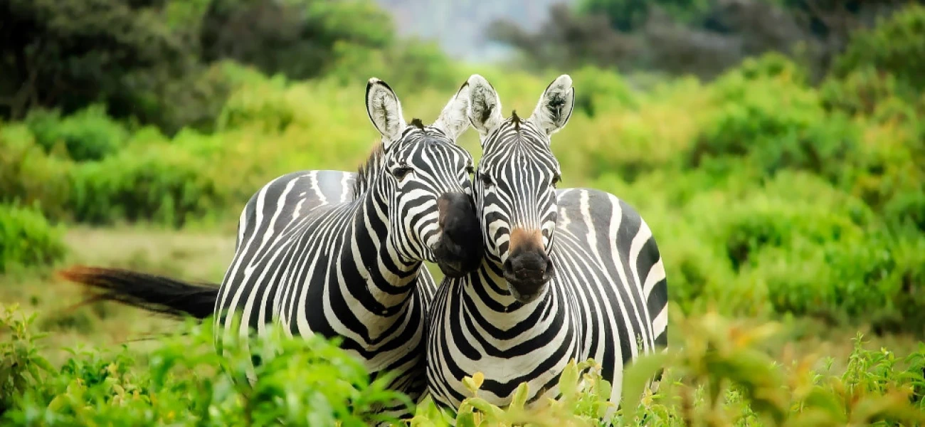 BEST OF TANZANIA LUXURY SAFARI