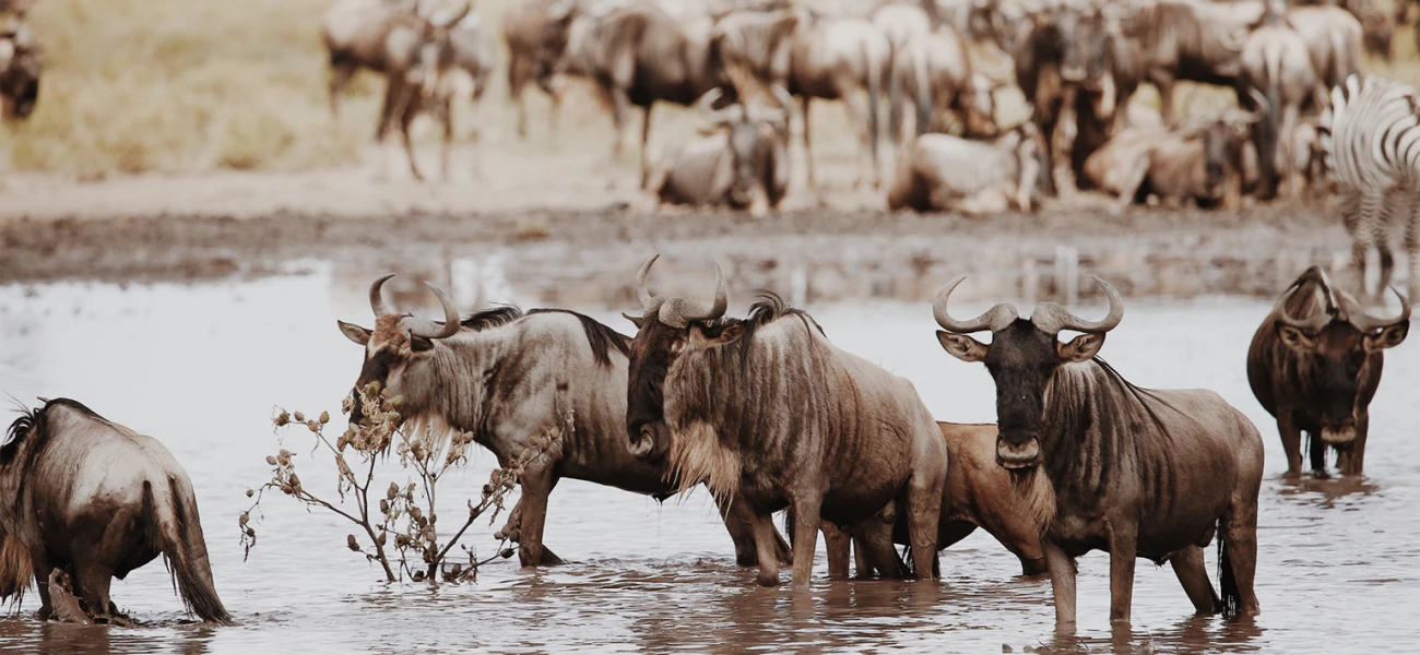 wildebeest Migration Journey