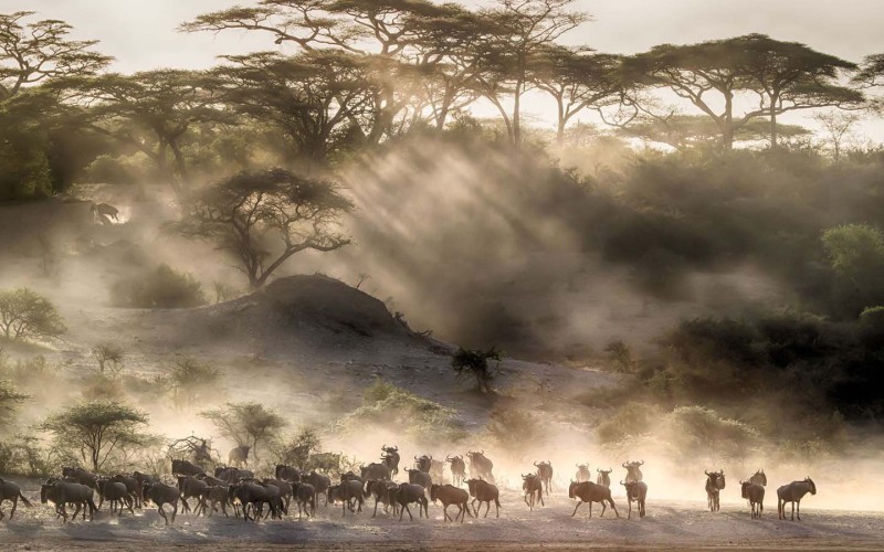 Great Serengeti Migration