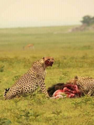 Serengeti Balloon Safaris