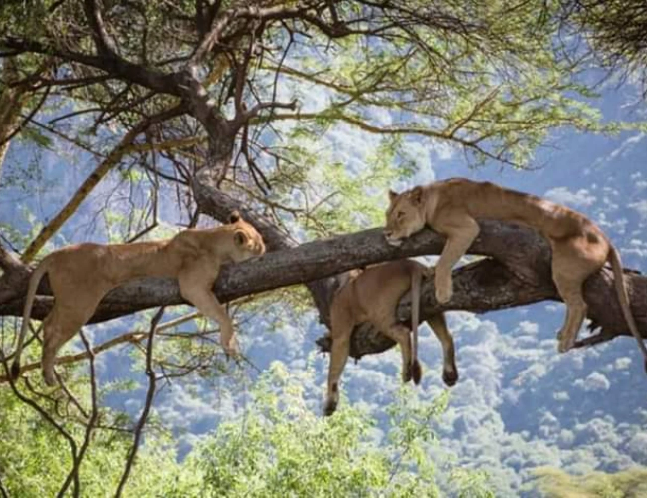 Nature’s Throne for Africa’s Greatest Wildlife
